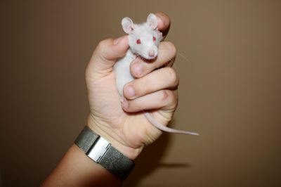 Cropped image of hand holding mouse against brown background