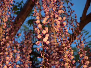 Low angle view of flowering plants on tree