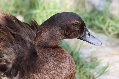 Close-up side view of a bird