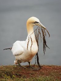 Gannet with dried plant against lake