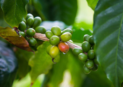 Close-up of grapes growing on tree