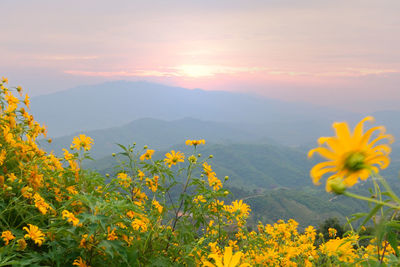Close-up of yellow flowers blooming in park