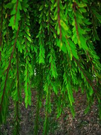 Close-up of fern growing on tree