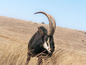 Sable antelope in a field