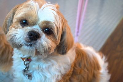 Close-up portrait of dog