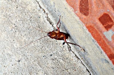 High angle view of cockroach on wall