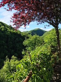 Trees and plants growing in forest