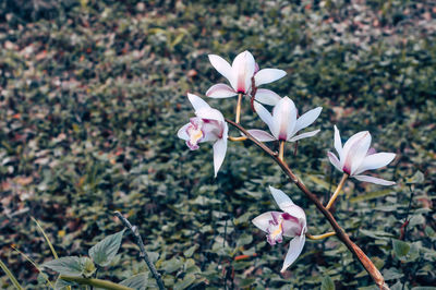 Close-up of pink flowering plant