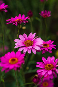 Close-up of pink flowers