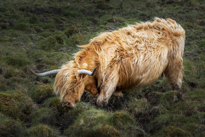 Lion in a field