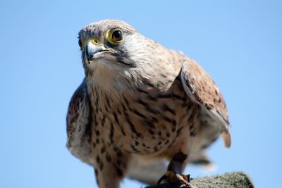 Close-up of a bird