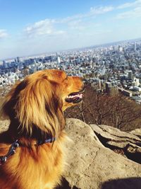 Dog on city against sky