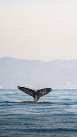 View of fish in sea