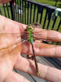 Close-up of a hand holding insect