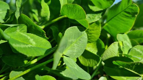 Close-up of clovers