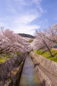Footpath amidst trees against sky