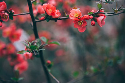Close-up of flowers blooming outdoors