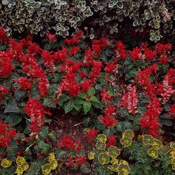 Close-up of red flowers