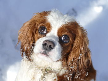 Close-up portrait of cavalier king charles spaniel dog in winter 