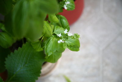 Close-up of green leaves on plant