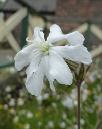 Close-up of white flower