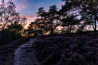 Scenic view of flowering trees on field against sky during sunset