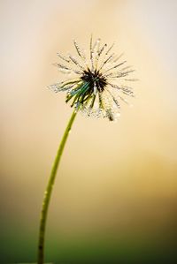 Close-up of dandelion