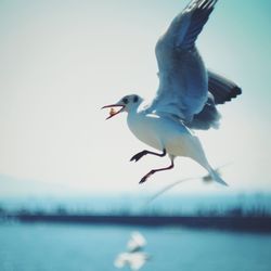 Close-up of seagull flying over sea against clear sky