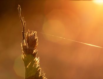 Close-up of stalks against orange sky