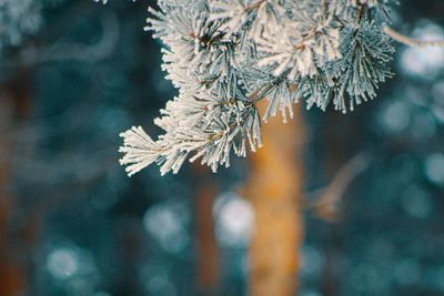 Close-up of frozen tree branch during winter