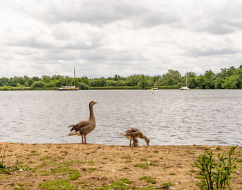 Birds on a lake