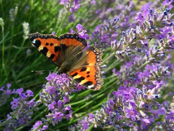 Close-up of butterfly pollinating on purple flower