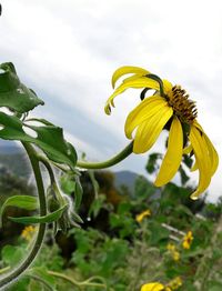 Close-up of plant growing outdoors