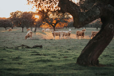 Cows standing on field against sky during sunset