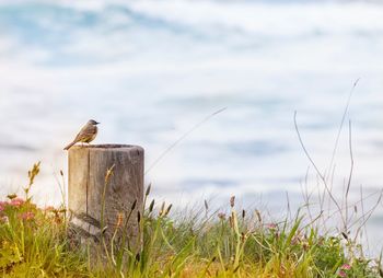 Bird perching on wooden post in field against sky