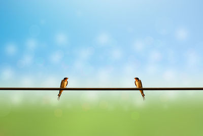 Low angle view of bird perching on cable against sky