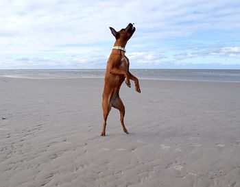 Full length of dog on beach