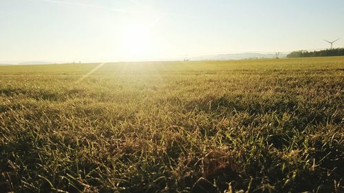 Scenic view of field against clear sky during sunset