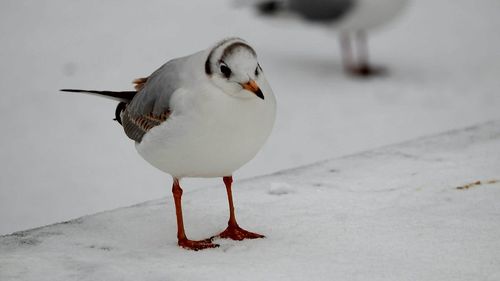 Bird perching on pond wall in snow