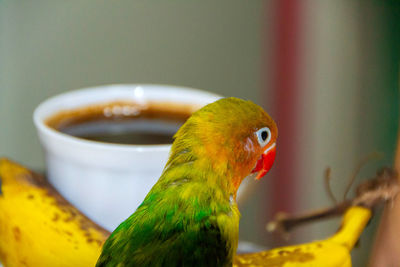 Close-up of parrot