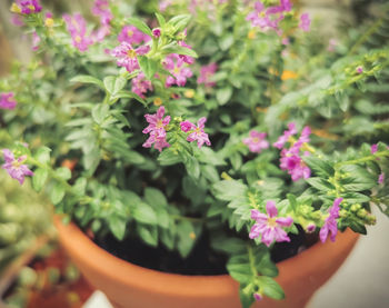 Close-up of pink flowering plants