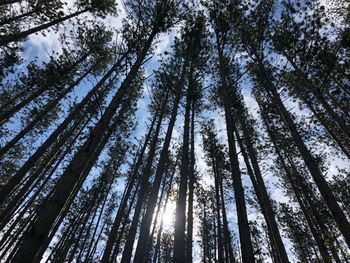 Low angle view of pine trees in forest against sky