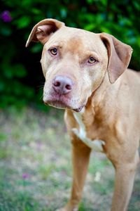 Portrait of dog on field