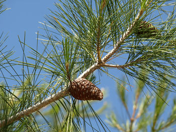 Low angle view of shell on tree against sky