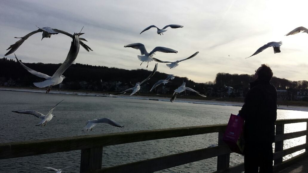 bird, animals in the wild, animal themes, wildlife, flying, sky, lifestyles, leisure activity, flock of birds, full length, seagull, men, person, railing, built structure, cloud - sky, rear view