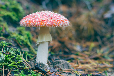 fungus