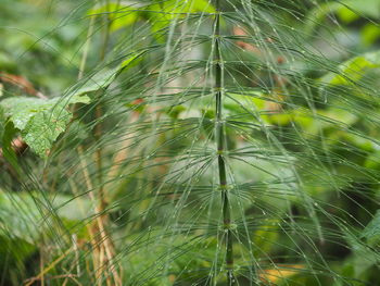 Full frame shot of fresh green plant