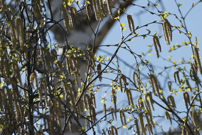 Birch brenches in springtime