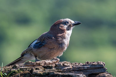 Close-up of bird perching on wood