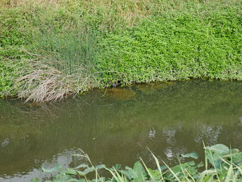 Scenic view of lake